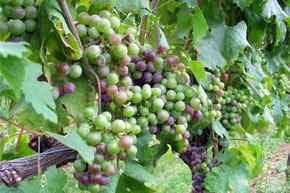 grapes.jpg